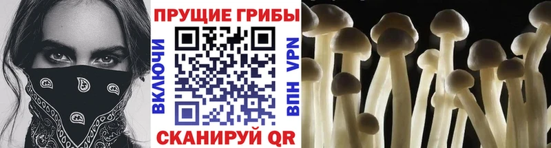 Купить где  Фокино  Галлюциногенные грибы GOLDEN TEACHER 